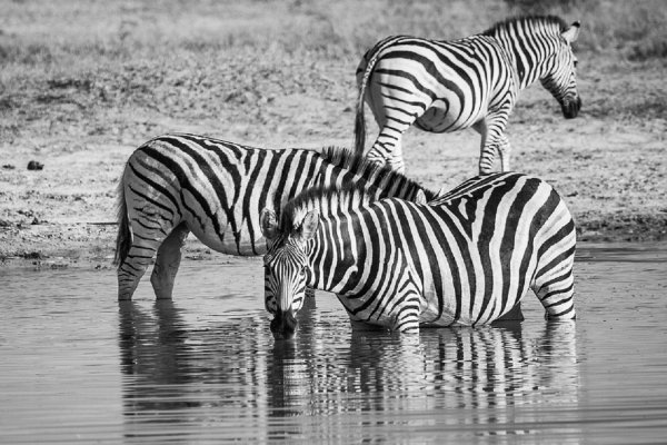 Биологи: Черно-белые полосы зебр не охлаждают их тело, как думали раньше