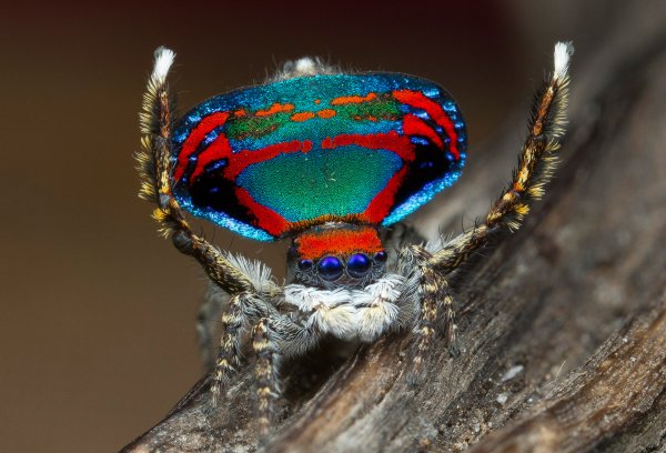Биологи назвали цвета, на которые реагируют пауки в период брачных игр