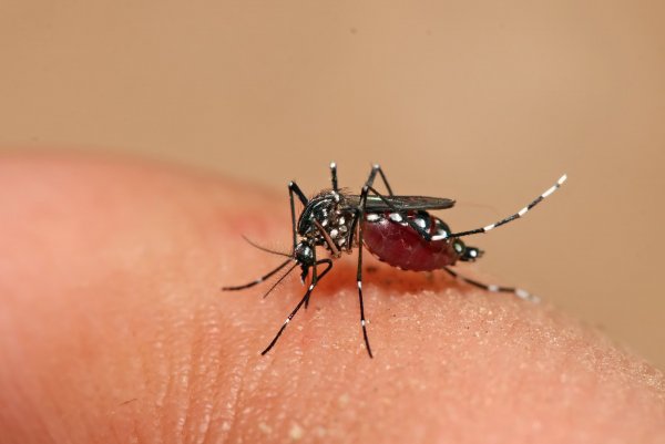 Ученые: В Австралии зараженные комары помогли бороться с лихорадкой денге