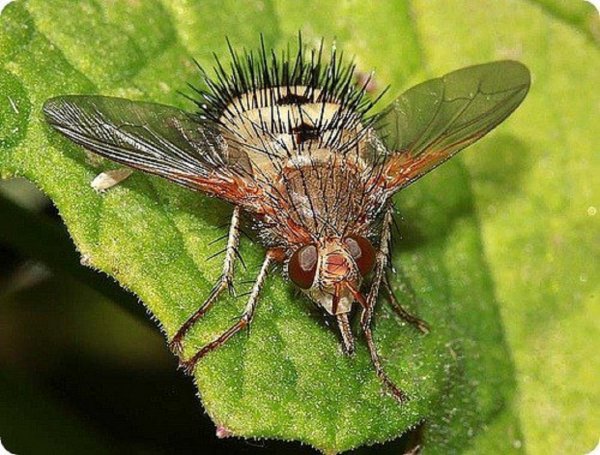 Ученые: Эволюция насекомых связана со способностью различать запахи