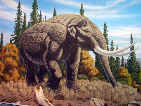 В США обнаружили фрагмент кости доисторического большого животного