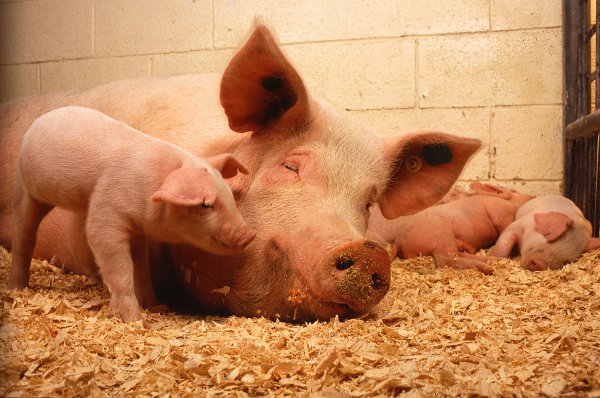 Учёные выяснили, что свиньи способны узнать человека по лицу