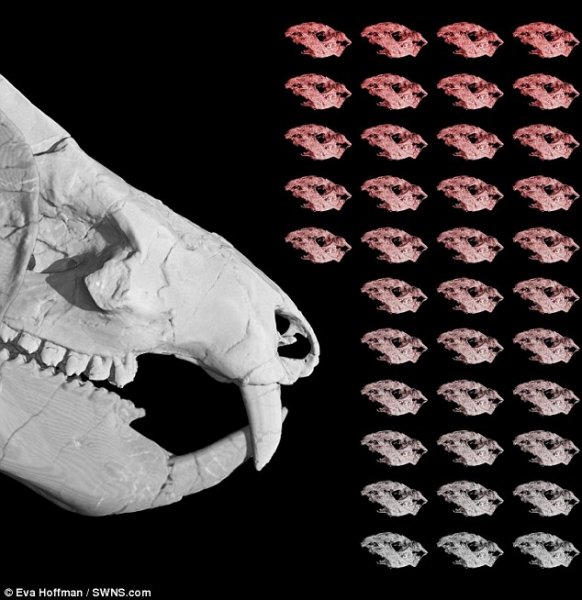 Ученые: Обнаружена гигантская доисторическая крыса с клыками