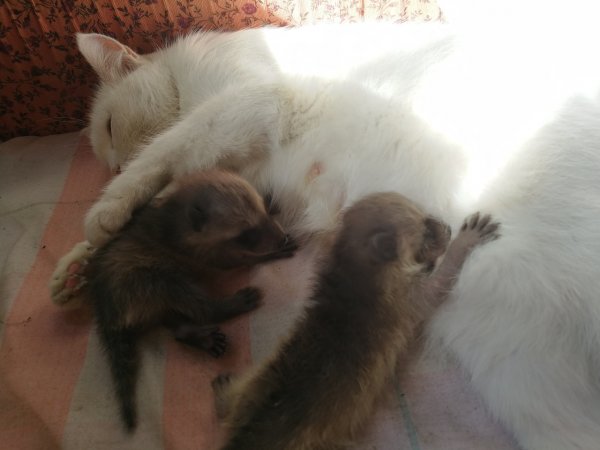 Кошка стала кормилицей для детёнышей енота в Новосибирском зоопарке