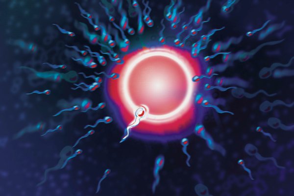 Учёные нашли уникальную молекулу, помогающую сперматозоидам найти яйцеклетку