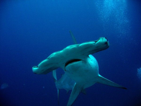 Ученые нашли первую акулу, употребляющую в пищу водоросли