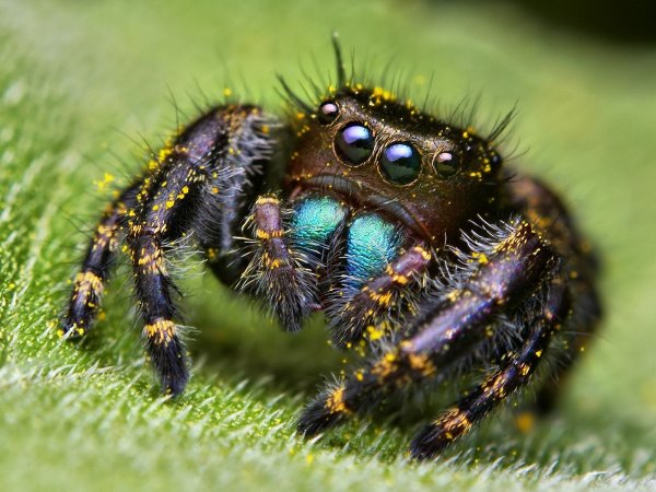 Ученые обнаружили среди пауков «авторитеты»