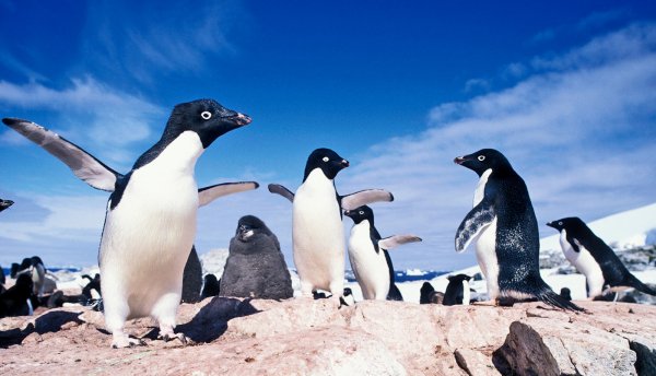 В Антарктиде найдены мумии массово вымерших пингвинов Адель