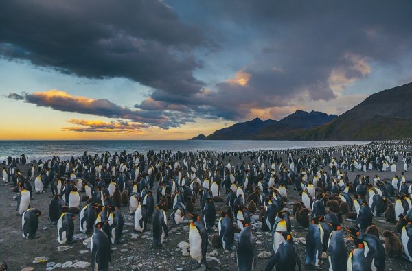 Пользователей Сети восхитило фото тысячи пингвинов с детенышами