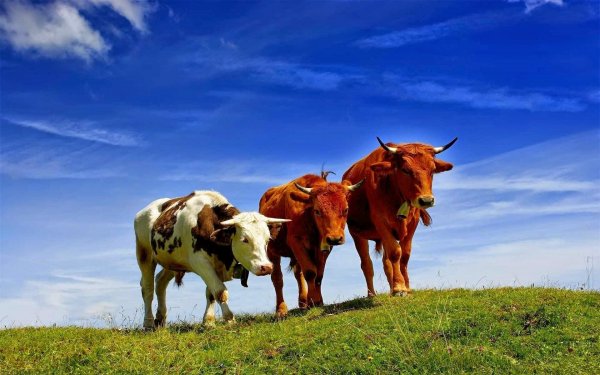 У уругвайских коров нашли новые штаммы лептоспироза