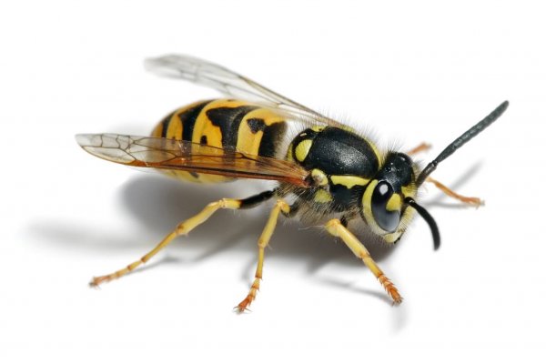 Учёные: Человечеству нужно пересмотреть негативный образ осы