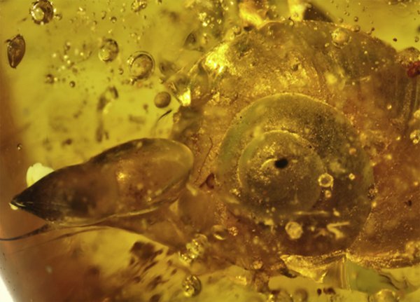 В янтаре найдена улитка возрастом 99 млн лет
