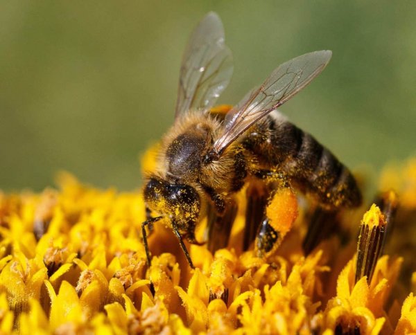 Большие пчелы лучше летают при жаркой погоде, чем маленькие