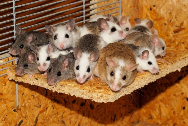 Взрослые мыши отказываются от секса при виде слез своих детей