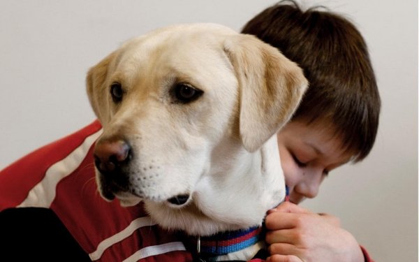 Собакотерапия: В момент бедствия человеку нужно гладить пса для успокоения – учёные