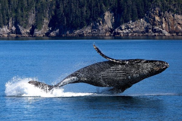 Ученые обнаружили недостающее звено эволюции китов