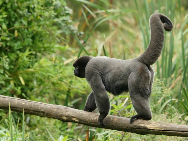 Учёные обучают обезьян быть дикими, чтобы спасти их популяцию