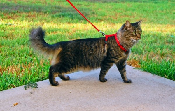 Ученые рассказали, как прогулка на поводке продлевает жизнь котов