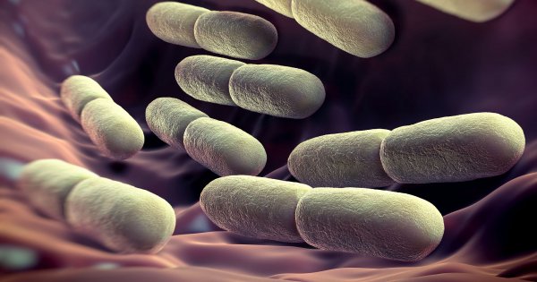 Ученые выявили метод определения возраста человека по кишечным бактериям