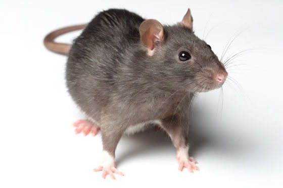 Крысы хотят «вкусненького»: Ученые рассказали о ментальной карте животных