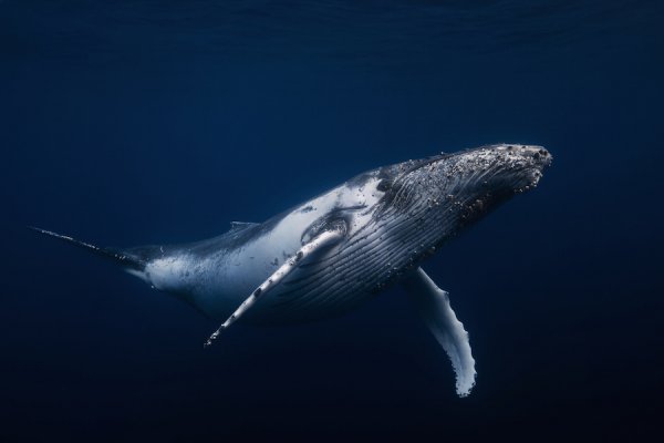 Синие киты находят еду, полагаясь на собственную память