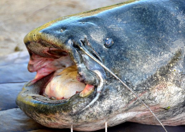 Рыбы апокалипсиса: Мутировавшие сомы выдали изменение Земли из-за Нибиру