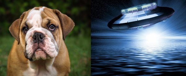 Планета животных: Инопланетяне устанавливают контакт с собаками, чтобы уничтожить людей