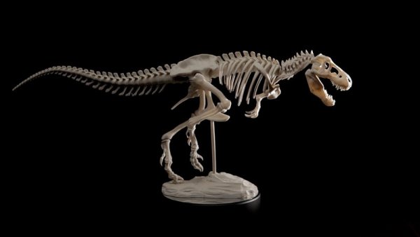 Палеонтологи обнаружили останки самого крупного тираннозавра