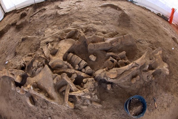 Найдено место захоронения динозавров погибших  в результате падания астероида