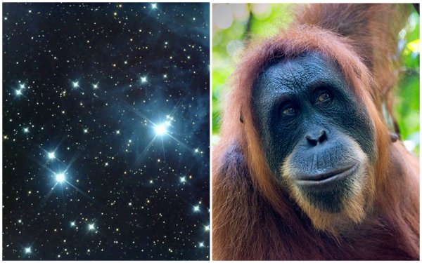 Астрономия поможет спасти орангутангов от исчезновения – учёные