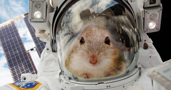 Эксперимент с мышами в МКС провалился – грызуны сошли с ума