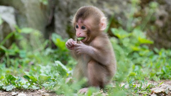 Ученые создали человекообразную обезьяну путём изменения ДНК приматов
