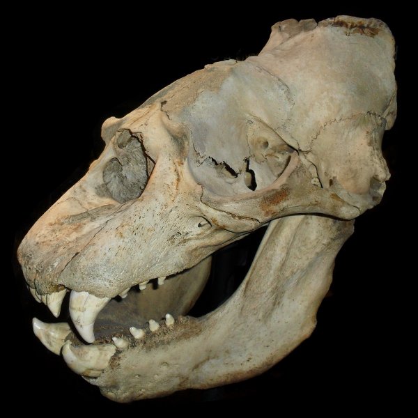 Доисторический «людоед»: найдены кости крупнейшего древнего хищника