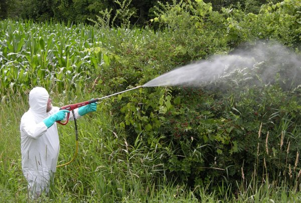 Пестициды – яд? «Безвредные» вещества вызывают серьёзные мутации у диких животных