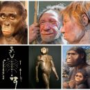 Самка Люси мать Homo sapiens? Учёные опровергли родство с австралопитеком