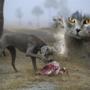 Защитники животных предупреждают: Диета без мяса смертельно опасна для котов