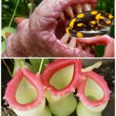 Цветок-убийца: Растение из Канады поедает ящериц – учёные