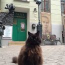 «Булгаковский дом» купит коту Бегемоту ошейник с GPS «Булгаковский дом» купит коту Бегемоту ошейник с GPS