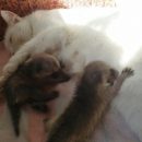 Кошка стала кормилицей для детёнышей енота в Новосибирском зоопарке Кошка стала кормилицей для детёнышей енота в Новосибирском зоопарке
