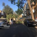 В центре Ростова упало дерево и повредило три иномарки В центре Ростова упало дерево и повредило три иномарки