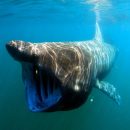 Гигантская акула своими прыжками из воды опередила большую белую Гигантская акула своими прыжками из воды опередила большую белую