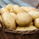 В Роскачестве рассказали о правильном выборе картофеля