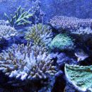 В океанских водах близ Панамы ученые нашли новый вид кораллов