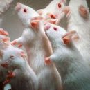 Генно-модифицированная кожа уберегла мышей от кокаиновой зависимости Генно-модифицированная кожа уберегла мышей от кокаиновой зависимости