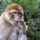 Ученые отследили нейрофизиологию зависти в мозге макаки Ученые отследили нейрофизиологию зависти в мозге макаки