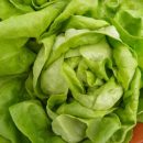 Робота научили аккуратно снимать листья с кочана салата Робота научили аккуратно снимать листья с кочана салата