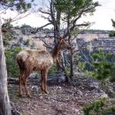 Коровы и чернохвостые олени уничтожают самый массивный организм на Земле