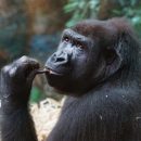 В человеческой любви к алкоголю виновны древние обезьяны В человеческой любви к алкоголю виновны древние обезьяны