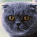 На выпуск «умного» туалета для котов собрали $500 тысяч за три дня На выпуск «умного» туалета для котов собрали $500 тысяч за три дня