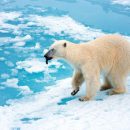 Ученые: Белые медведи на Чукотке стали заметно спокойнее и толще